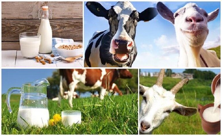 sữa dê tốt hơn sữa bò